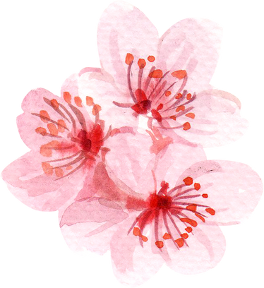 Cherry Blossom Watercolor Illustration 